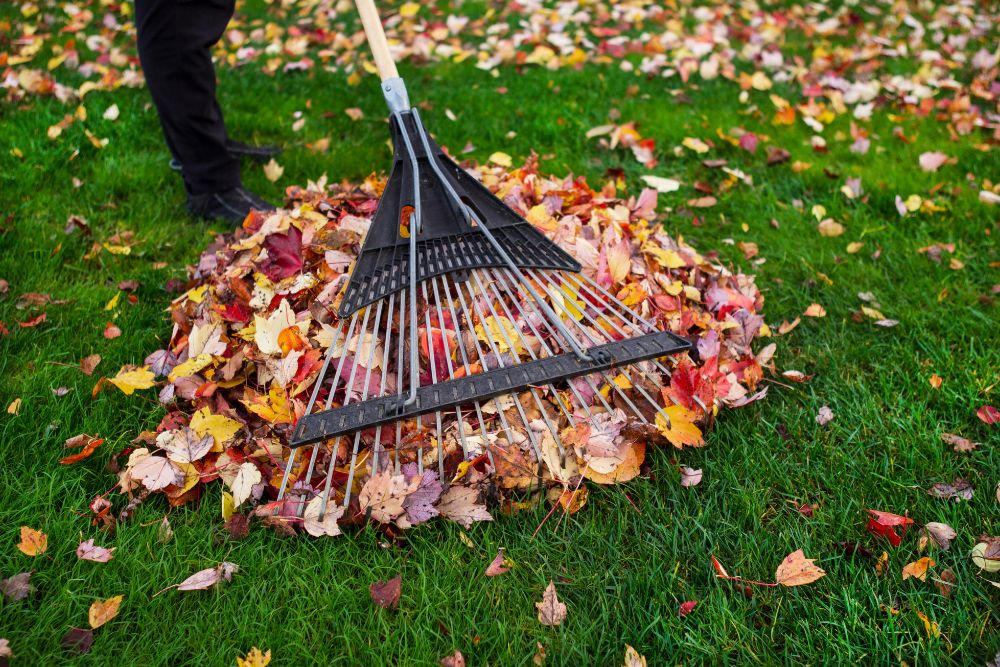 A person rakes leaves from a lawn, gathering them into a pile on a sunny day.